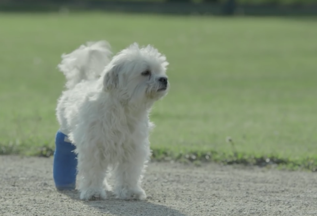 Amazon Prime Dog in Cast